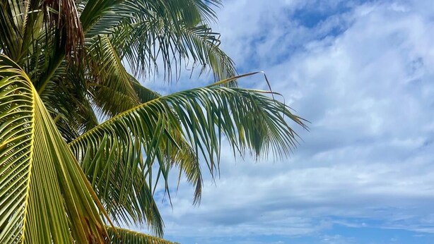 A beach with clear turquoise water, a palm tree, and a sandy shore. - Oceanview Apartment by Playa Azul - walk to shore, snorkel, swim, sun, unwind. (Luquillo)