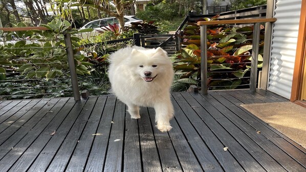 Un chien blanc à la fourrure abondante, sur une terrasse en bois avec une rambarde en métal et des plantes en arrière-plan.