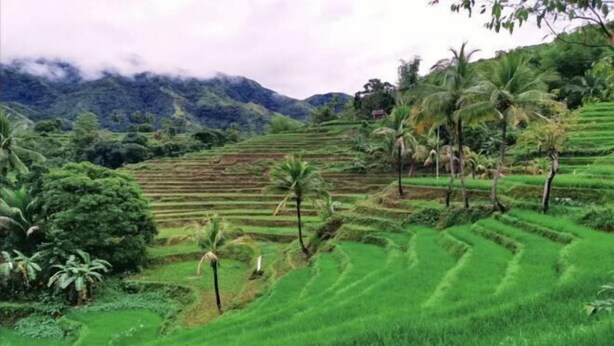 Terraced rice fields with palm trees and a mountain in the background.
