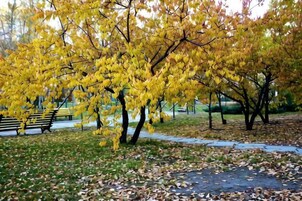 Un parque con árboles, un banco y un sendero pavimentado.