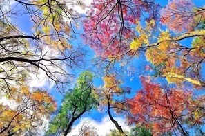 Vista de ramas de árboles contra un cielo despejado.