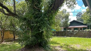A large tree in a yard with a wooden fence and a house in the background.