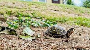 Una tortuga en una ladera cubierta de hierba, con una casa al fondo.