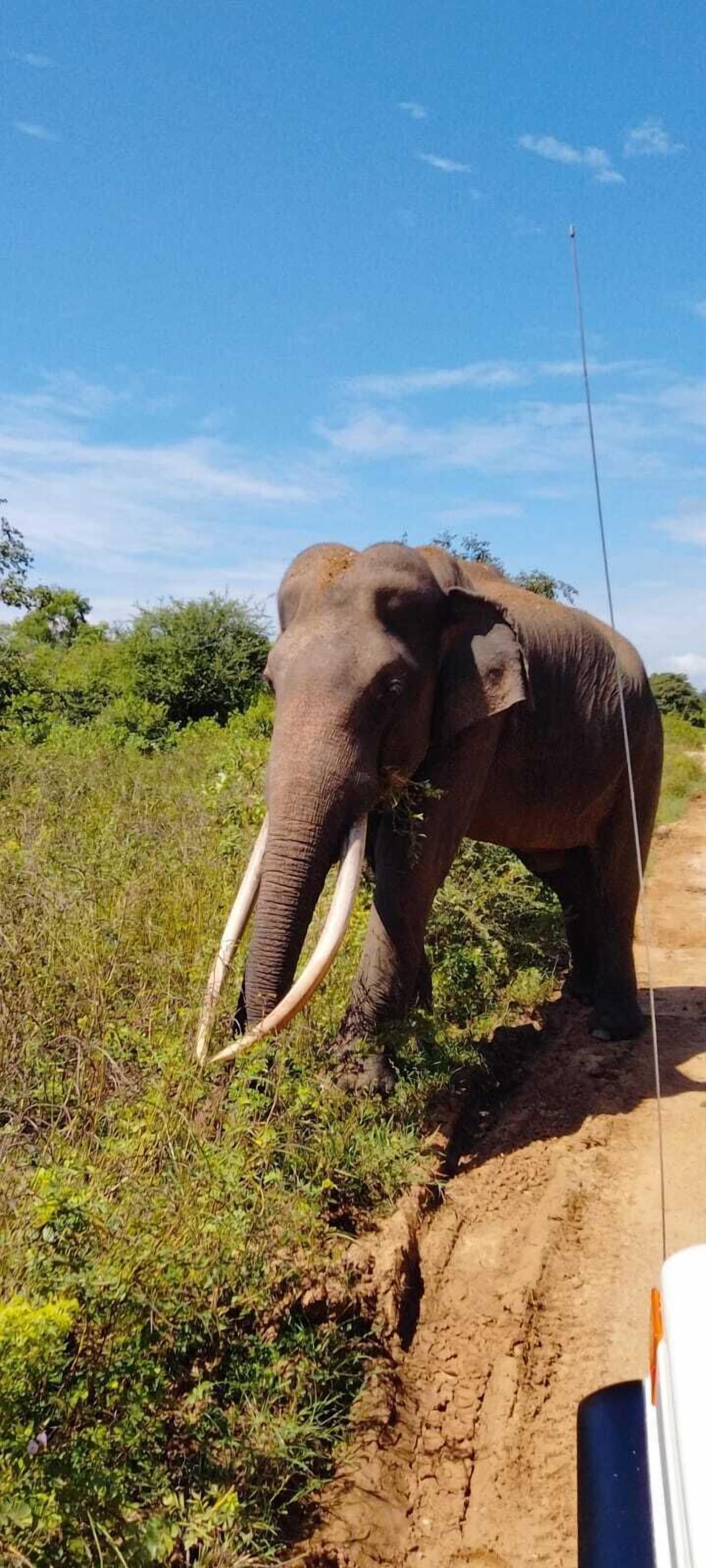 An elephant standing on a dirt path with greenery on either side.