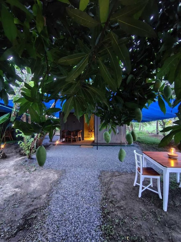 Un comedor con una mesa y sillas bajo un árbol con frutos colgantes.