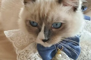 Pet-friendly - Floral Hotel · Zhaoxing Blooming Time Boutique Hotel (Liping)