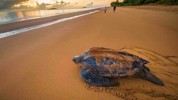 A turtle on a sandy beach with two people in the background. - Sweet Dreams Bourda - Sérénité & Piscine (Cayenne)