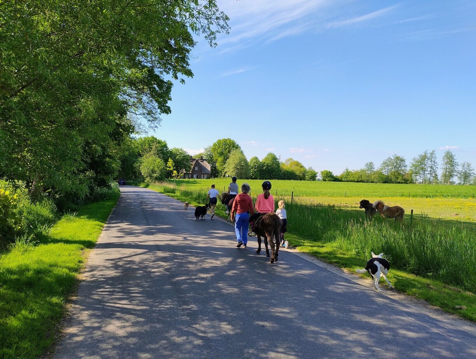 Une route de campagne bordée de verdure et de champs, où l’on peut voir des gens promener des chiens et des chevaux.