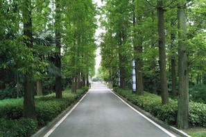 Une route bordée d’arbres, avec un chemin bien dégagé.