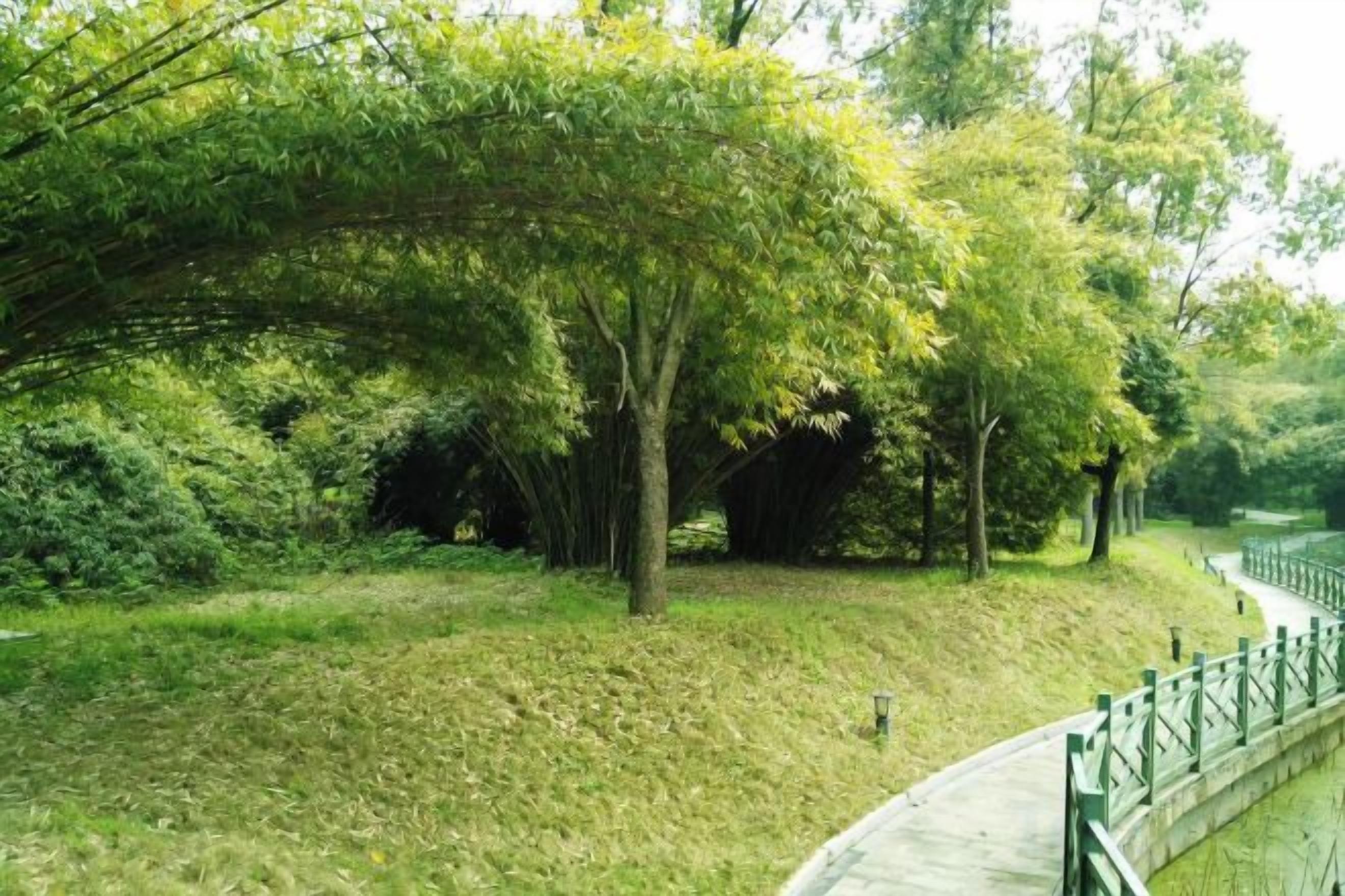 Un sendero bordeado por árboles y follaje, con una valla verde a un lado.