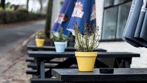 Outdoor picnic tables with potted plants and umbrellas. - Black Dog Inn (Bolton)