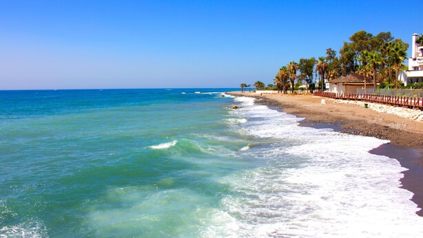 Une plage à l’eau d’un bleu limpide, avec une rive sablonneuse et une rangée de palmiers.