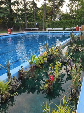 Une piscine à l’eau claire, entourée de différentes plantes et d’une clôture.