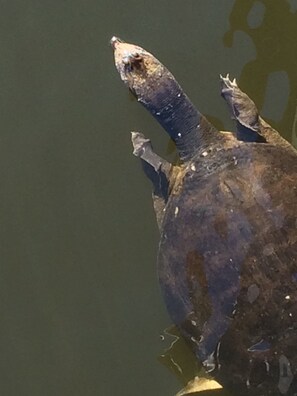 Una tortuga nadando en el agua.