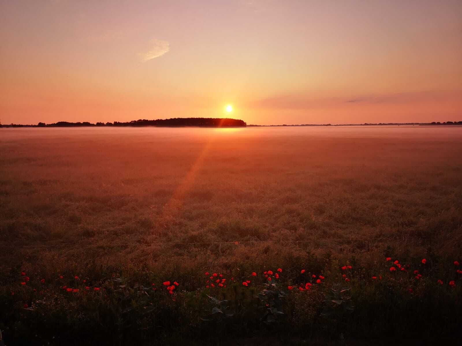 A flat landscape with a sunset over a field of red flowers.