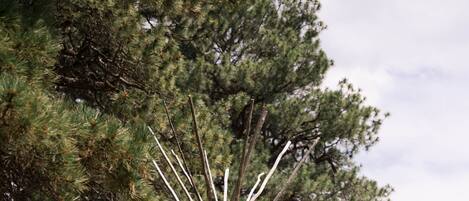 Overnatningsstedets område