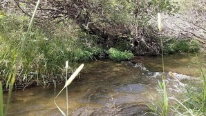 A natural stream surrounded by dense vegetation.