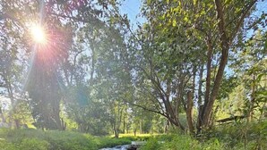 Un ruscello naturale con acque limpide che scorrono su rocce, circondato da vegetazione rigogliosa e alberi.