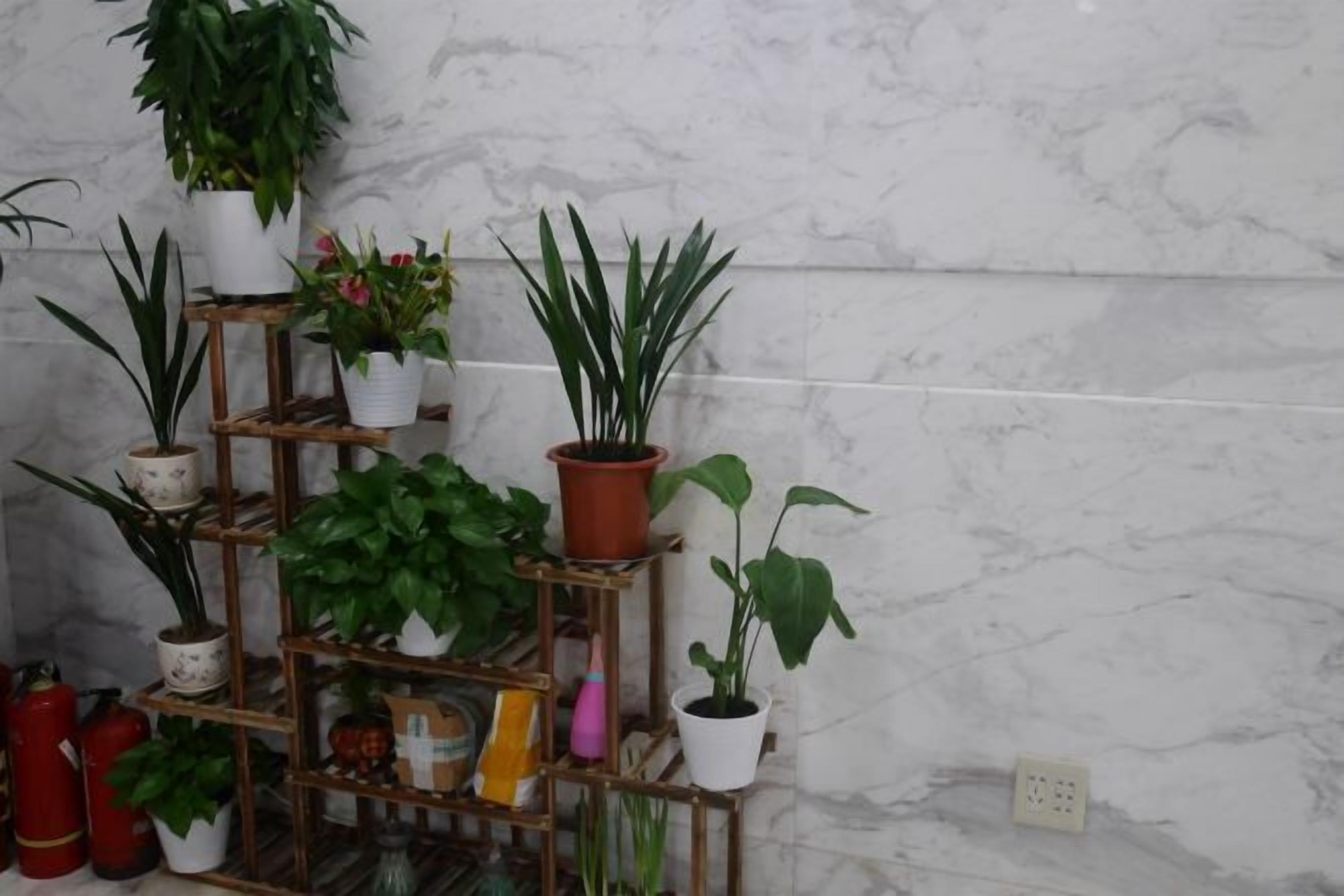 A marble wall with a wooden plant stand holding various potted plants.