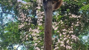A cat climbing a tree. - Appartement Dans Maison de Village, au Calme, Entre Annecy et Genève (Villy-le-Pelloux)