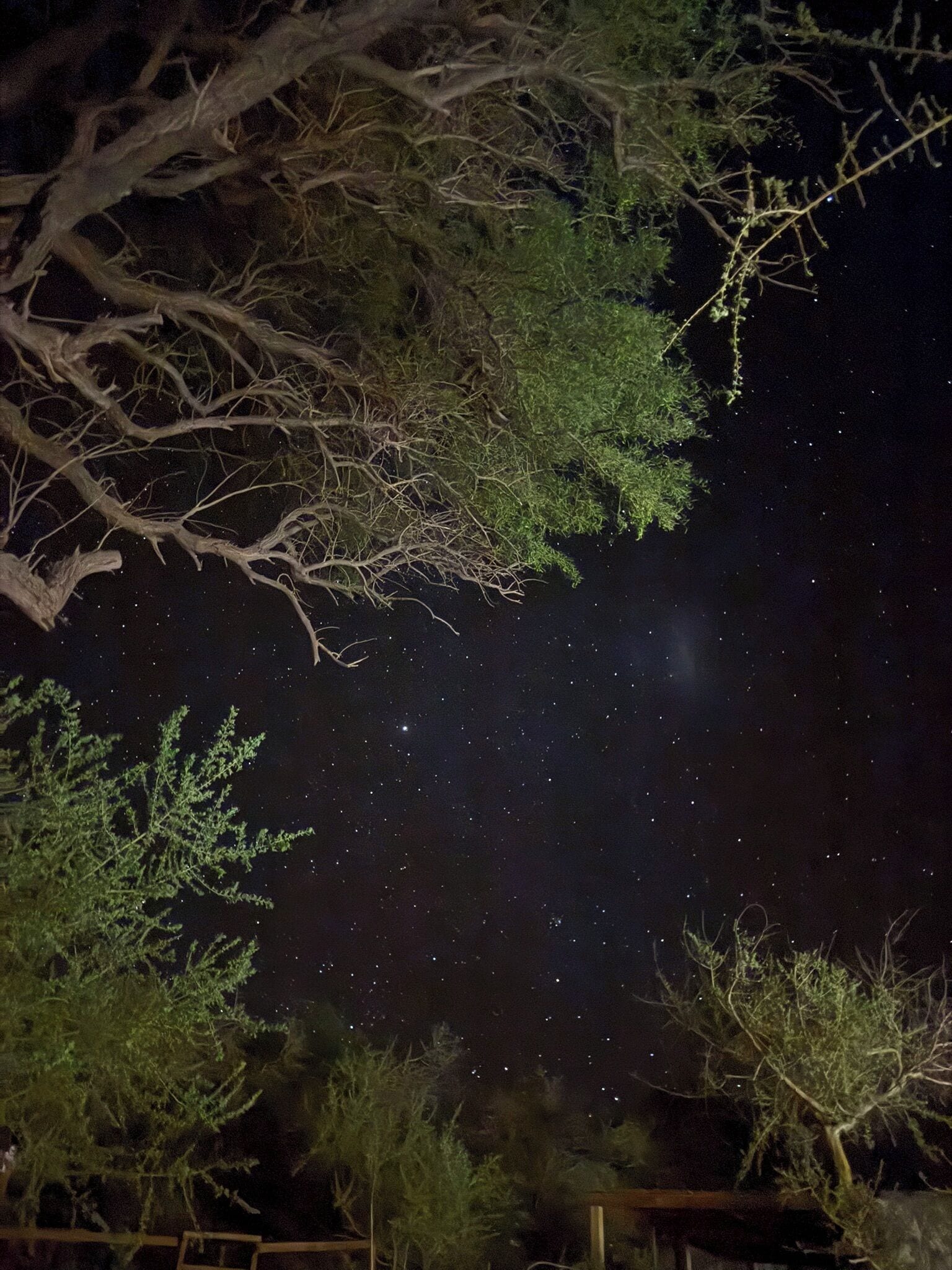 Un ciel nocturne où l’on aperçoit les étoiles à travers les branches des arbres.