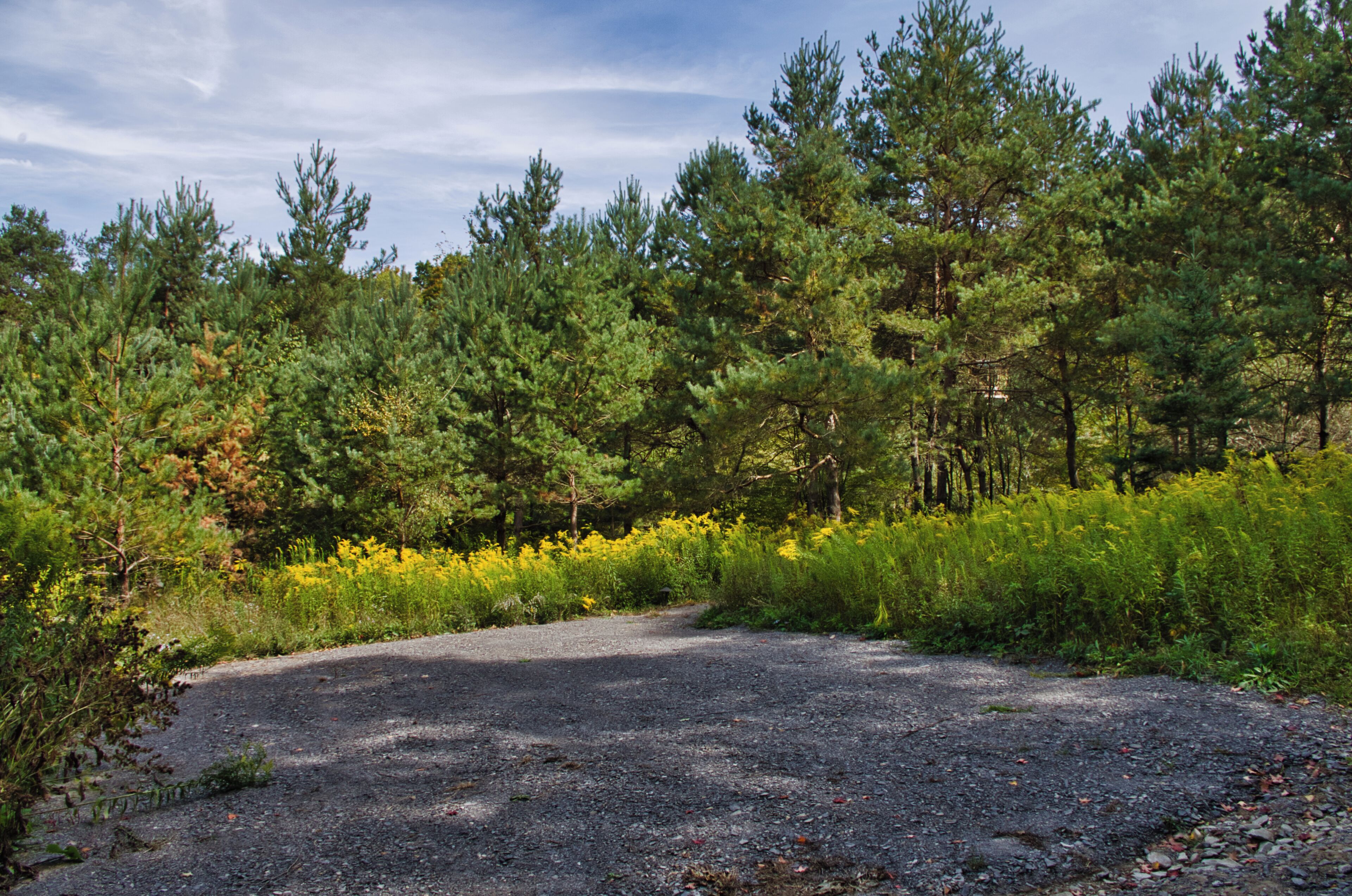 Un’area di parcheggio sterrata circondata da alberi verdi fitti e fiori gialli.