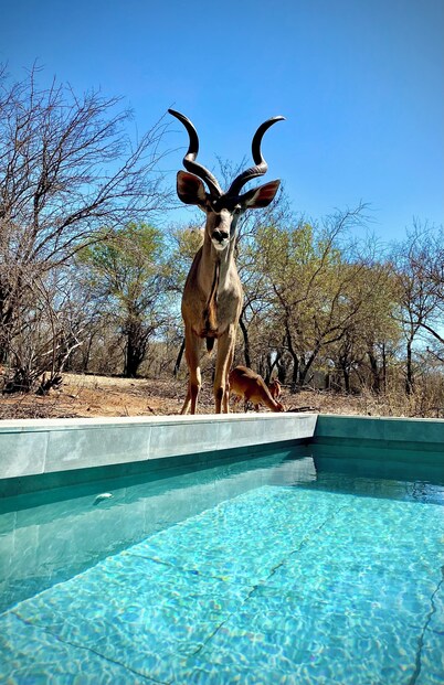 Bordering Kruger National Park awaits these luxurious and unique bedsits