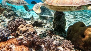 Un arrecife de coral con tortugas marinas nadando.