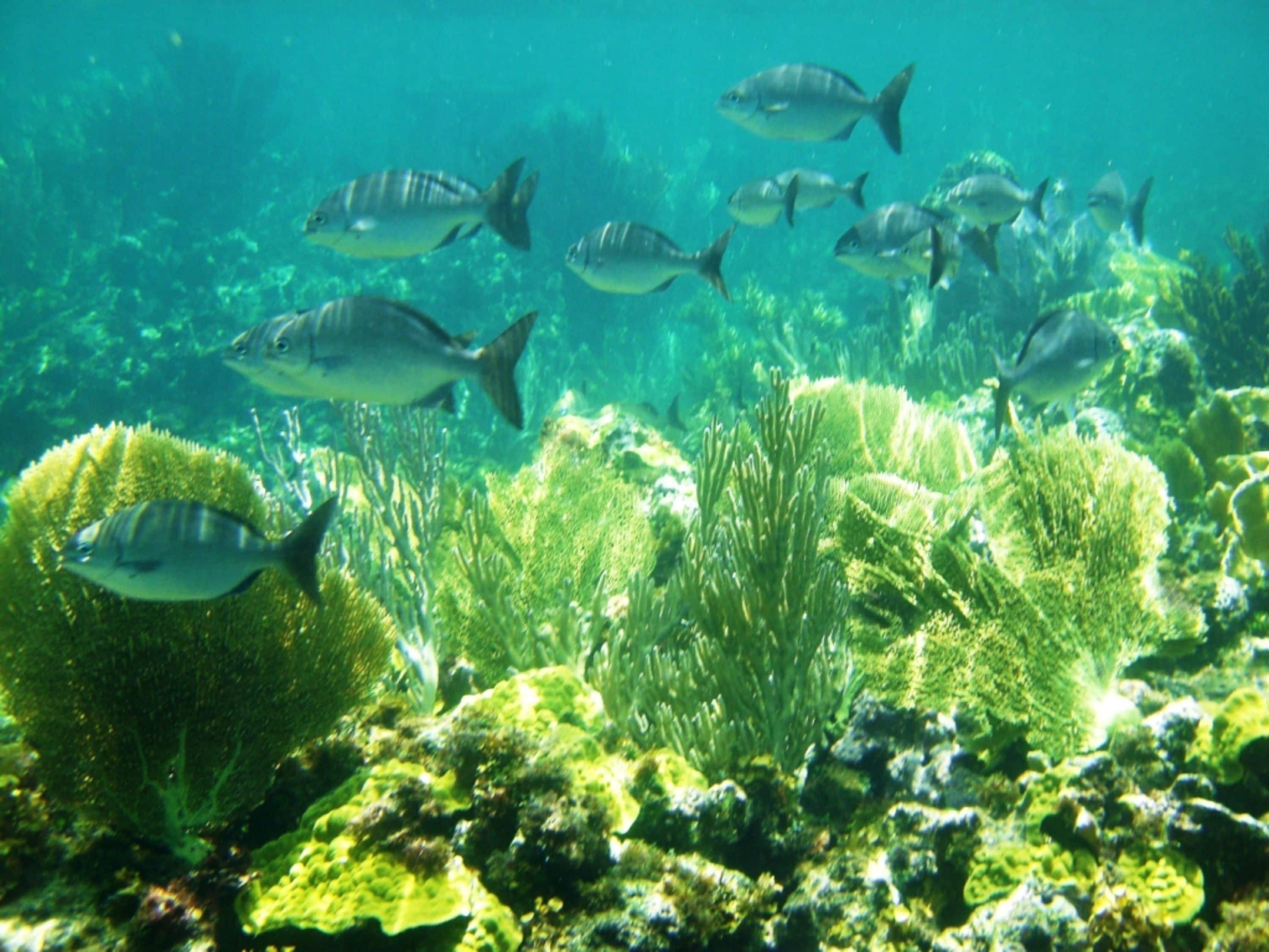 An underwater scene with various fish and coral formations.