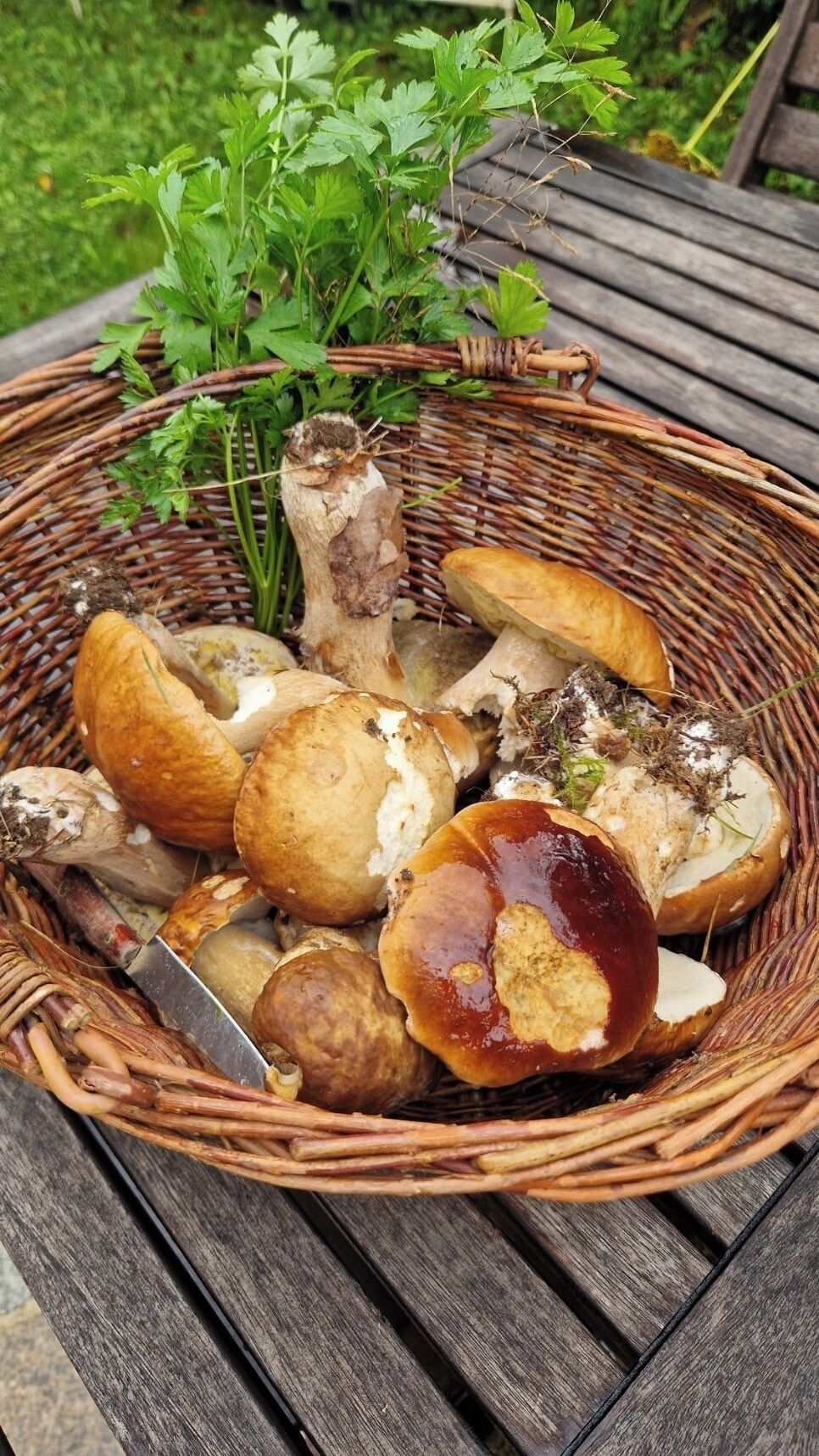 A wicker basket containing mushrooms and parsley on a wooden table.
