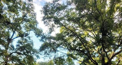 No Wake Zone-4-bedroom house-Edisto River-Dock & Boat Landing