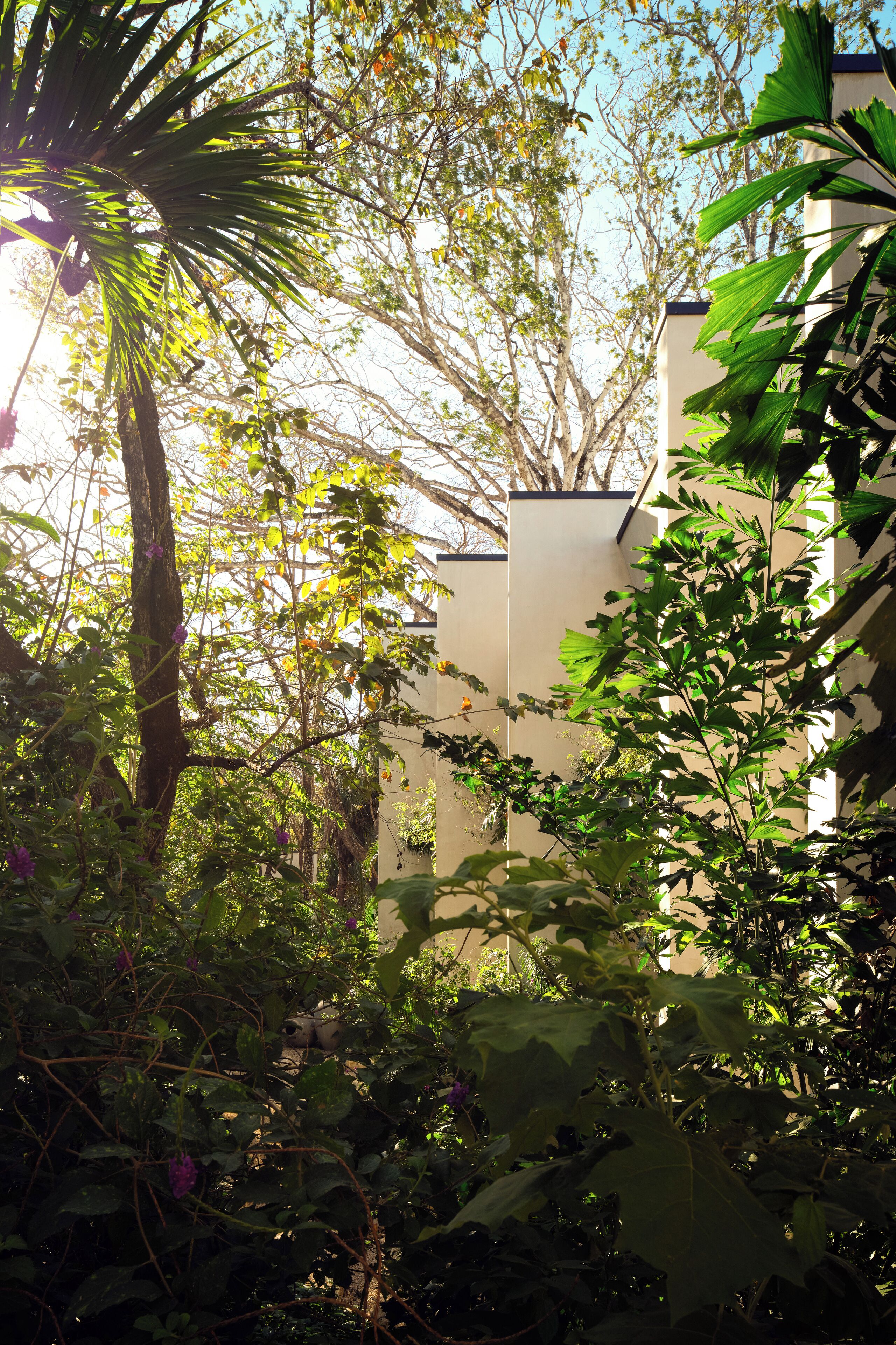 A garden area with dense foliage, a palm tree, and a building with a flat roof.