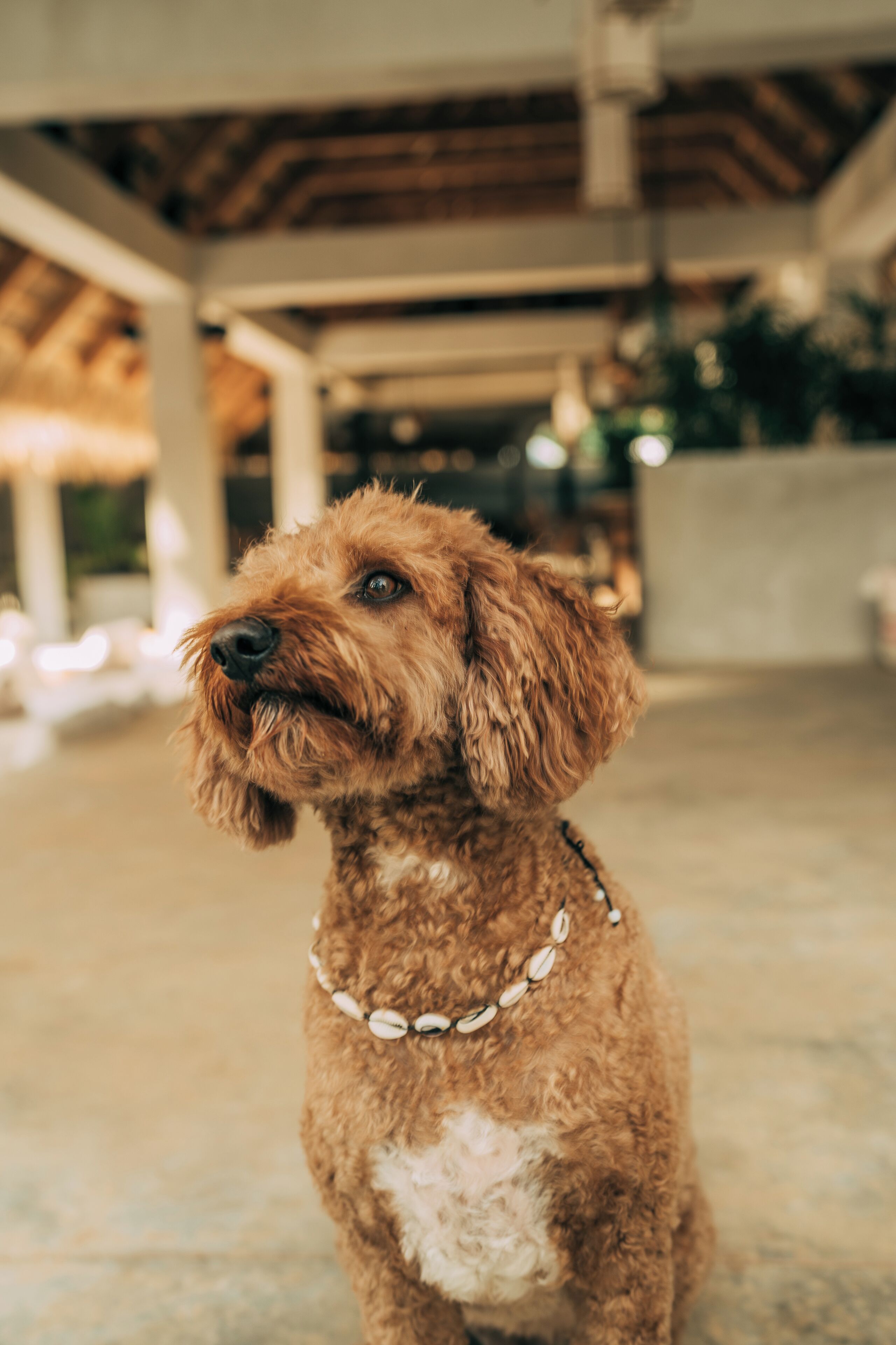 A dog with a curly coat and a white patch on its chest, wearing a chain collar, sitting in an indoor space with a concrete floor and a wooden ceiling.