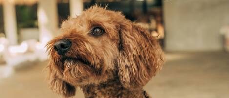 A dog with a curly coat and a white patch on its chest, wearing a chain collar, sitting in an indoor space with a concrete floor and a wooden ceiling.