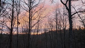 A forest with tall trees and a sunset in the background.