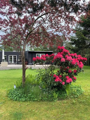 Ein Haus mit einem gepflegten Rasen und einem großen Busch voller pinkfarbener Blüten.