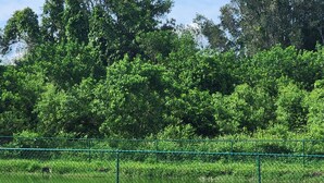 Un chemin pavé bordé d’une clôture verte et agrémenté d’un banc en bois.