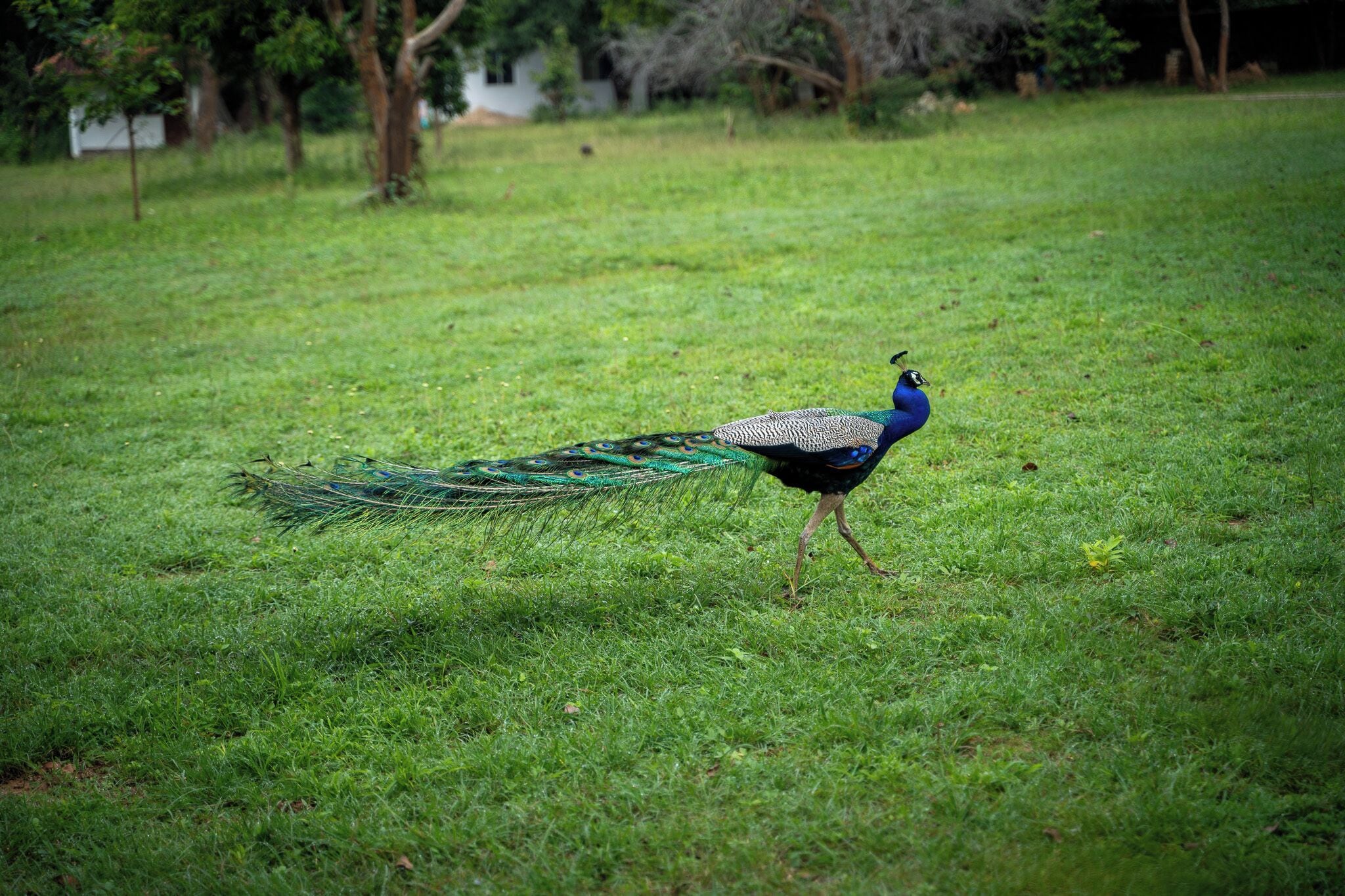 Un pavo real caminando sobre un campo cubierto de hierba.