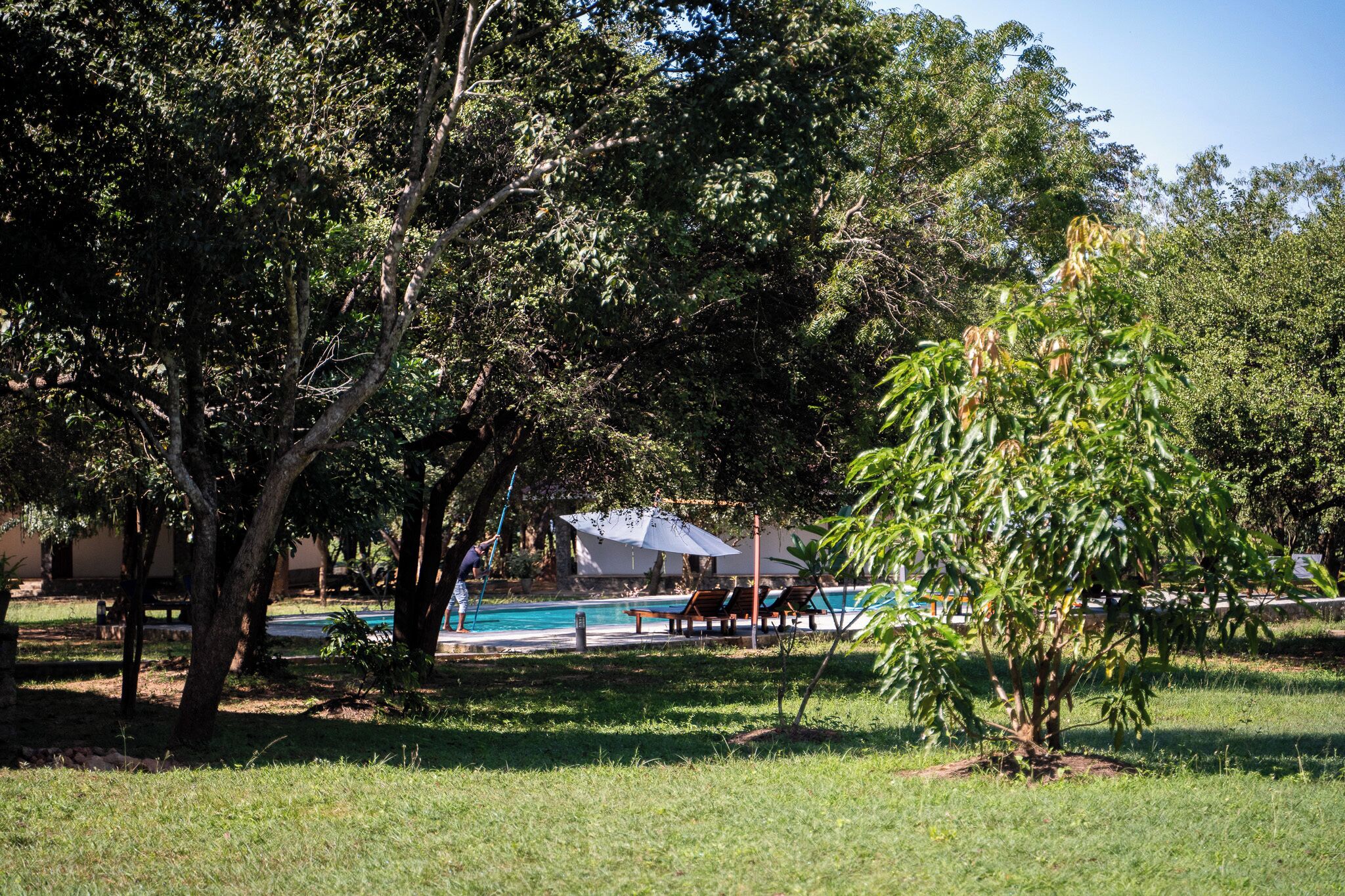 A pool area with lounge chairs and umbrellas, surrounded by trees and grass.