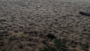 Ein Strand mit ruhiger See, blauem Himmel und einer fernen Küste.