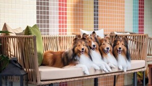 A wicker bench with four dogs. - Rainbow Mansion (Taitung)