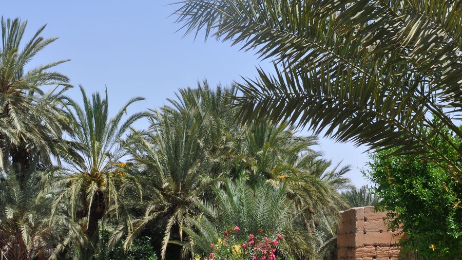 Bivouac Sous les palmiers bleus