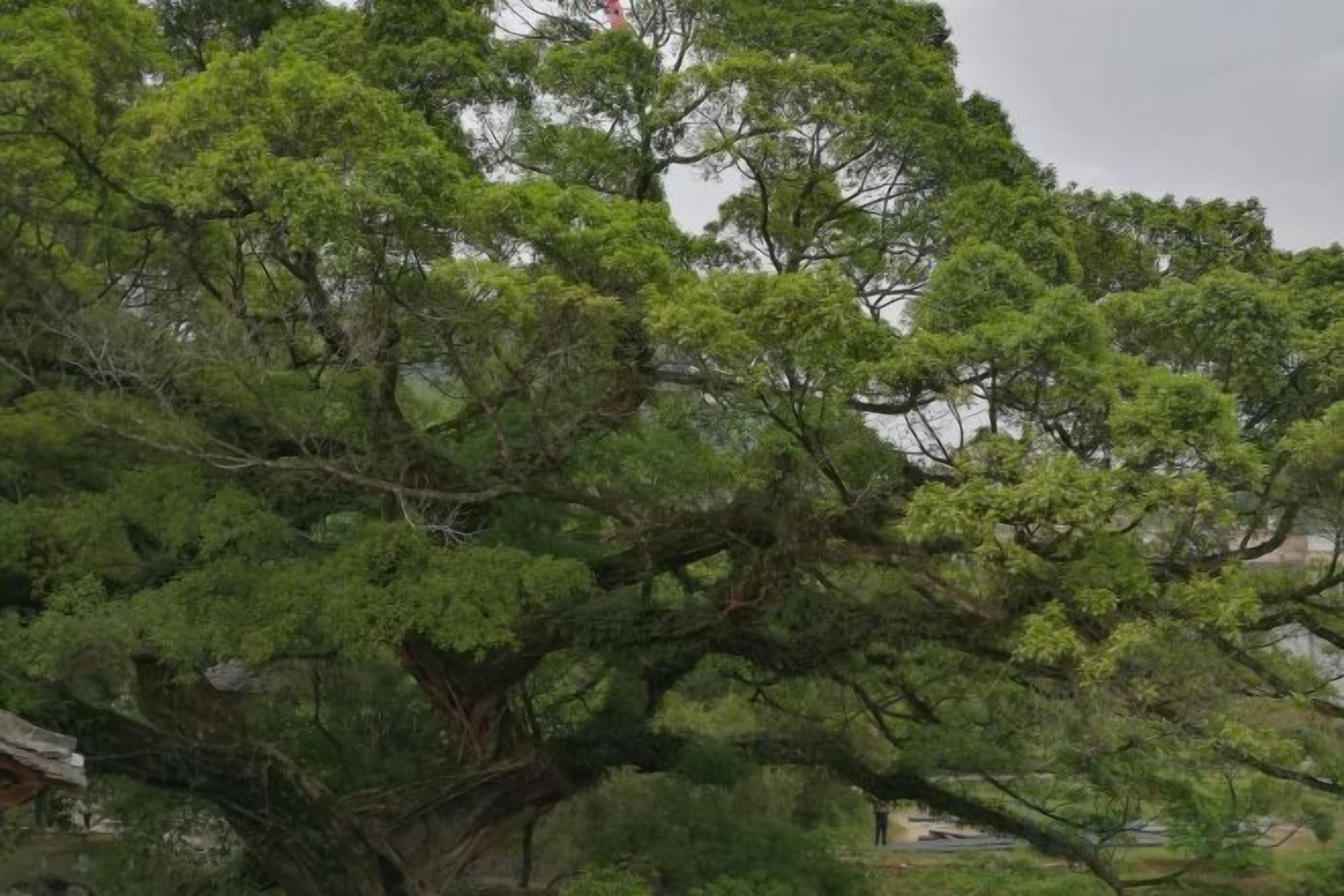 A large tree with dense foliage, a visible trunk, and a structure partially obscured by the tree.