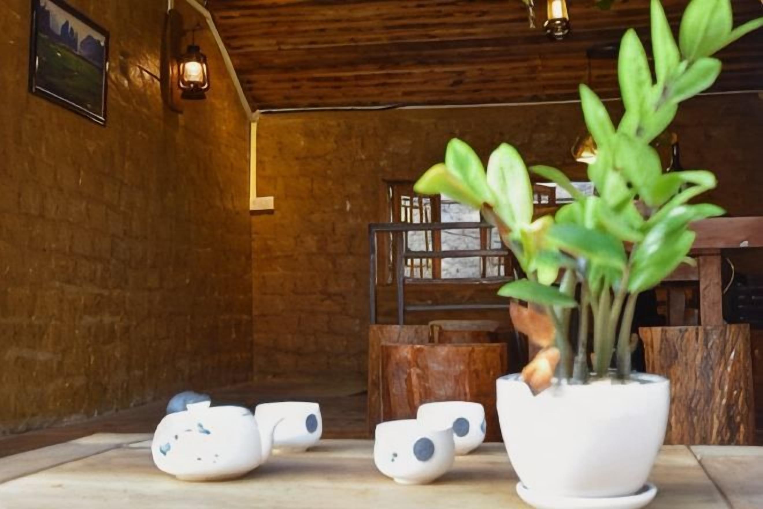 A rustic interior with wooden walls, a potted plant, and a table with white ceramic cups.