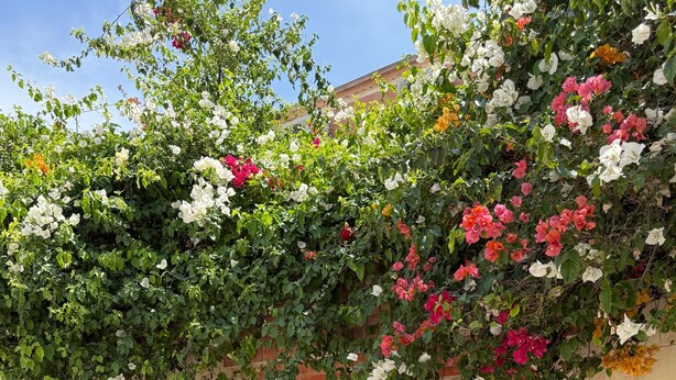 A building entrance with a decorative metal gate, a brick wall, and a variety of flowering plants.