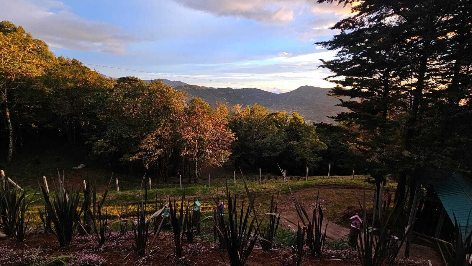 A garden with a variety of plants and trees, a dirt path, and a view of distant mountains.
