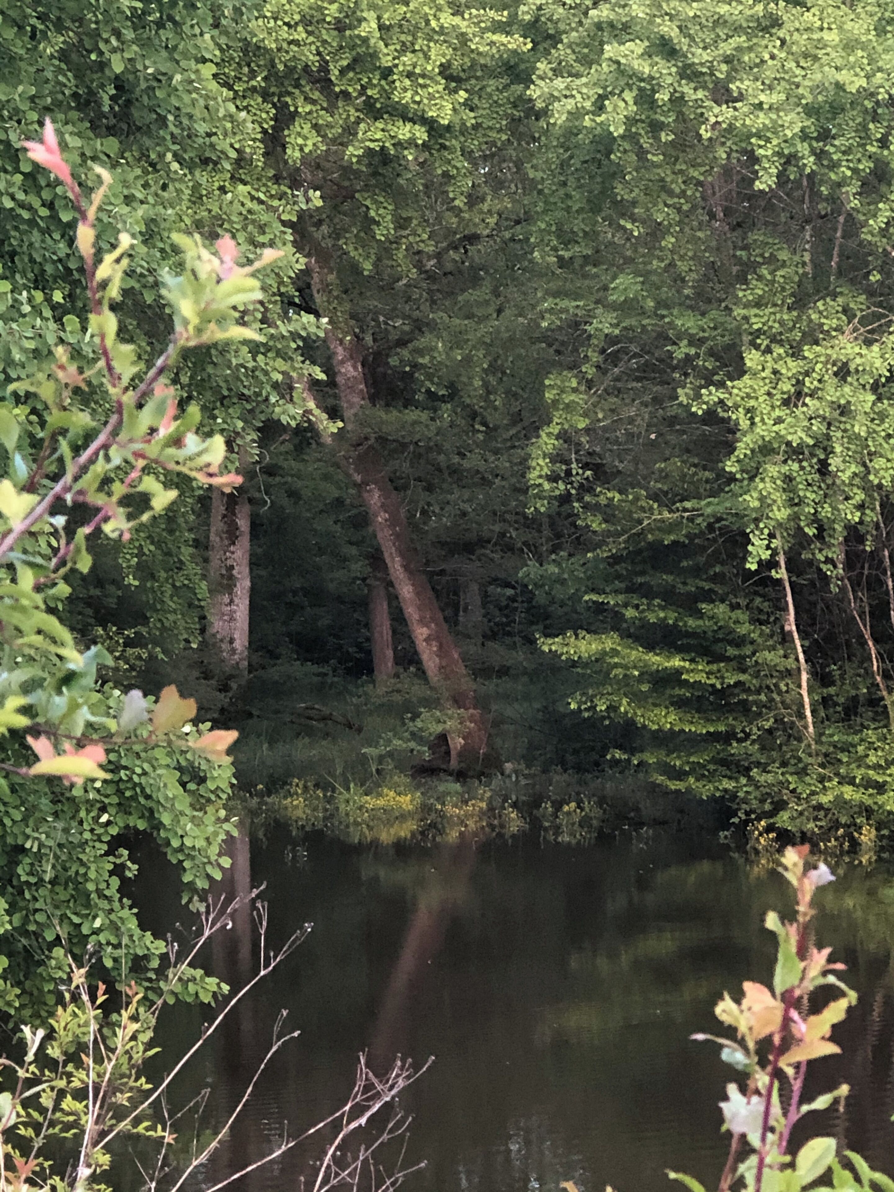 Une zone boisée avec un étang, entourée d’arbres et d’une végétation dense.