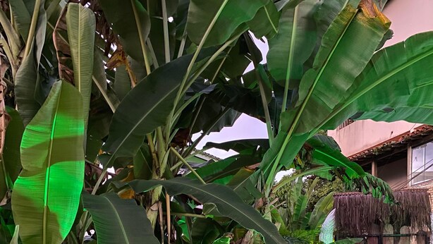En trädgård med stora bananblad, ett bambustaket och ljusslingor.