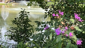A pond with a fountain, surrounded by lush greenery and flowering plants.