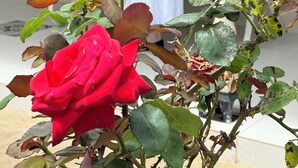 A red rose in the foreground with a stone building in the background. - Country Style Louisa - Gawler  (Gawler)